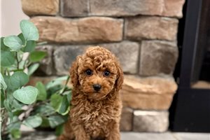 Brent - Poodle, Miniature for sale