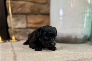 Blazer - Yorkiepoo - Yorkie Poo for sale