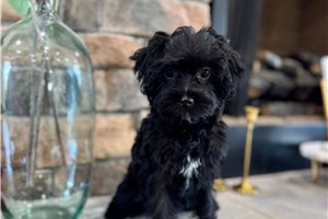 Lilla - puppy for sale