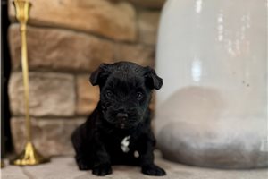 Lilla - Yorkiepoo - Yorkie Poo for sale