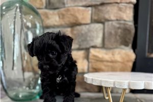 Lilla - Yorkiepoo - Yorkie Poo for sale