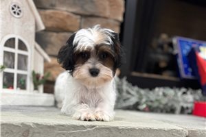 Ivory - Yorkiepoo - Yorkie Poo for sale