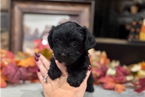 Imani - puppy for sale