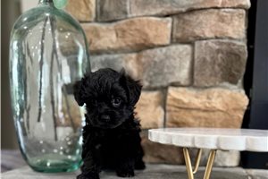 Blazer - Yorkiepoo - Yorkie Poo for sale