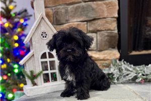 Isaac - Yorkiepoo - Yorkie Poo for sale