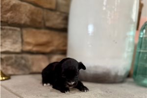 Barkley - Yorkiepoo - Yorkie Poo for sale