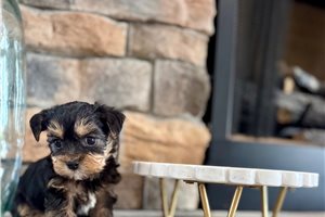 Banjo - Yorkiepoo - Yorkie Poo for sale