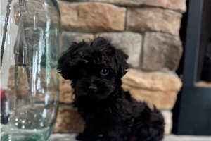 Blazer - Yorkiepoo - Yorkie Poo for sale