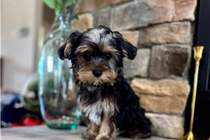 Banjo - puppy for sale