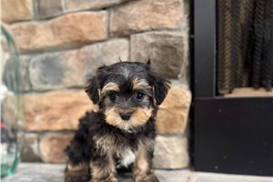 Banjo - Yorkiepoo - Yorkie Poo for sale