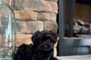 Lilla - Yorkiepoo - Yorkie Poo for sale