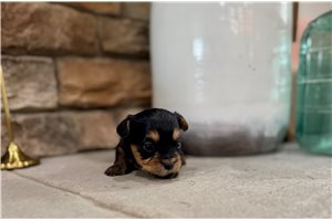 Banjo - Yorkiepoo - Yorkie Poo for sale