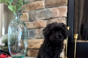 Blazer - puppy for sale