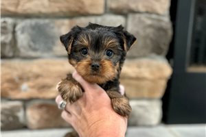 Sheldon - puppy for sale