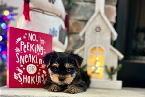 William - Yorkshire Terrier - Yorkie for sale
