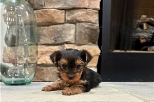 Henry - Yorkshire Terrier - Yorkie for sale