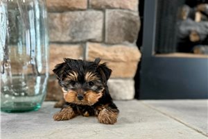 Thomas - Yorkshire Terrier - Yorkie for sale