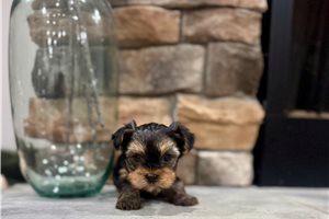 Herbie - Yorkie for sale