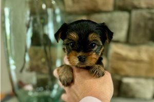 Sherman - Yorkshire Terrier - Yorkie for sale