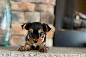 Luna - puppy for sale