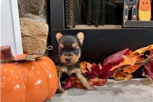 Joker - puppy for sale