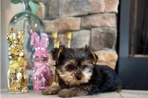 Darla - Yorkshire Terrier - Yorkie for sale