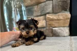 Shelby - Yorkshire Terrier - Yorkie for sale