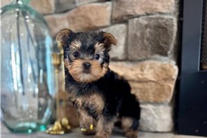 Dino - Yorkshire Terrier - Yorkie for sale