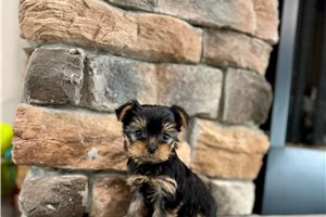Shelby - puppy for sale