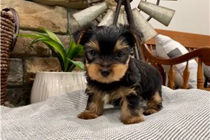 Davey - Yorkshire Terrier - Yorkie for sale