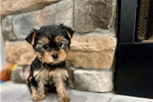 Sherman - puppy for sale