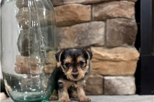 Hillary - Yorkie for sale