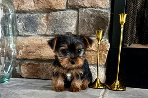Archer - Yorkshire Terrier - Yorkie for sale