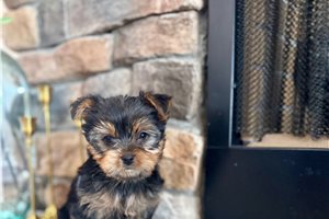 Darla - puppy for sale