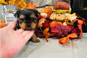 Nora - Yorkshire Terrier - Yorkie for sale