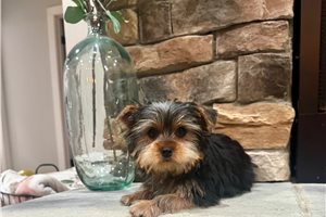 Darla - Yorkshire Terrier - Yorkie for sale