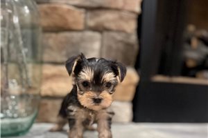 Herald - Yorkie for sale