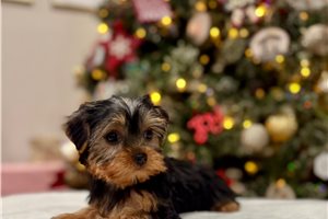 Angus - Yorkshire Terrier - Yorkie for sale