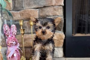 Dino - Yorkshire Terrier - Yorkie for sale