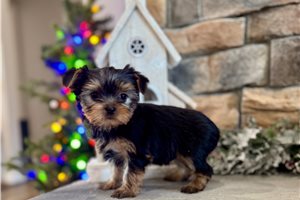 Antonio - Yorkshire Terrier - Yorkie for sale