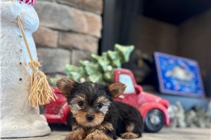 Amie - Yorkshire Terrier - Yorkie for sale