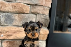 Sheldon - puppy for sale