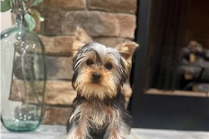 Cadet - Yorkshire Terrier - Yorkie for sale