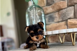 Indy - Yorkshire Terrier - Yorkie for sale