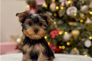 Andy - Yorkshire Terrier - Yorkie for sale