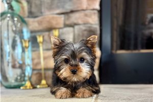 Cadet - Yorkshire Terrier - Yorkie for sale