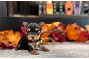 Justine - puppy for sale