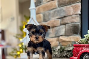 Ansel - Yorkshire Terrier - Yorkie for sale
