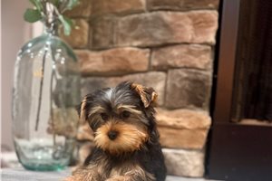 Dusty - Yorkshire Terrier - Yorkie for sale