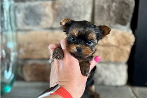 Logan - Yorkshire Terrier - Yorkie for sale